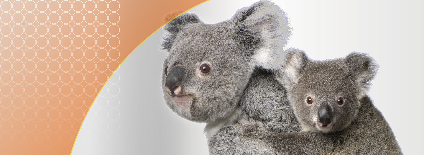 koalacalc alternatives