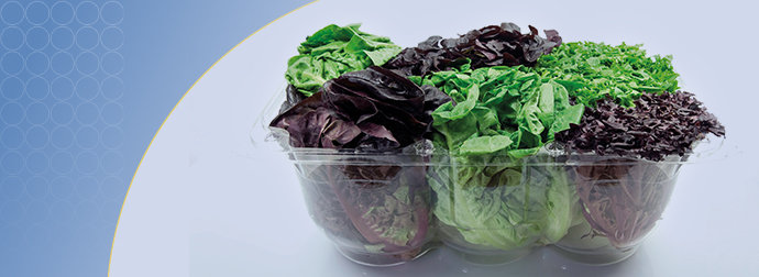 microbiological quality of salads