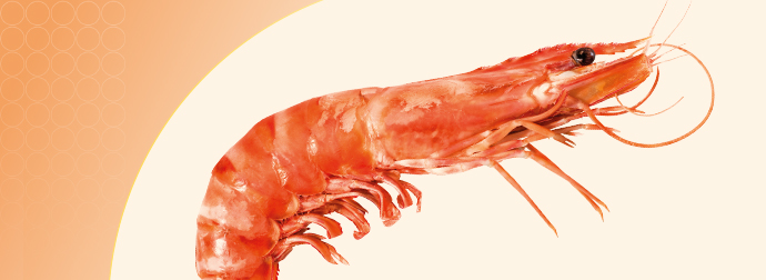 shrimps-antibiotika