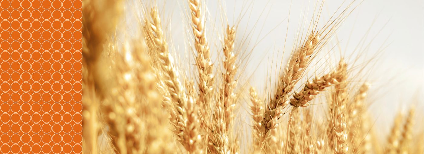 Mycotoxins in grains