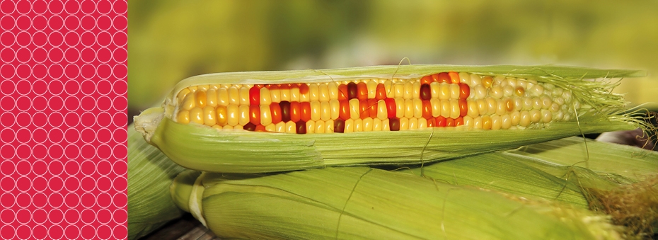 gmo corn